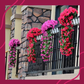 Buy 2 Get 1 Free🔥Vivid Beautiful Hanging Orchid Bunch-4