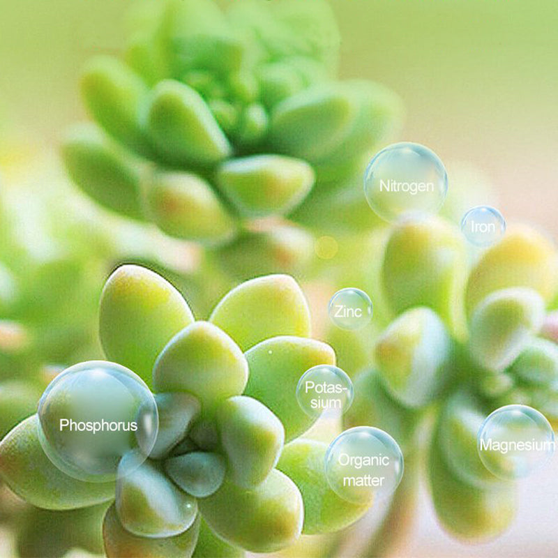 Bud Fertilizers for Succulent Plant-1