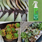 Bud Fertilizers for Succulent Plant-6