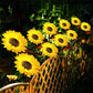 ⏳Time-Limited Special Price: ￡10.99!!⏰Sunflower Solar Garden Stake Led Lights🌻