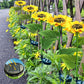 ⏳Time-Limited Special Price: ￡10.99!!⏰Sunflower Solar Garden Stake Led Lights🌻