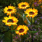 ⏳Time-Limited Special Price: ￡10.99!!⏰Sunflower Solar Garden Stake Led Lights🌻